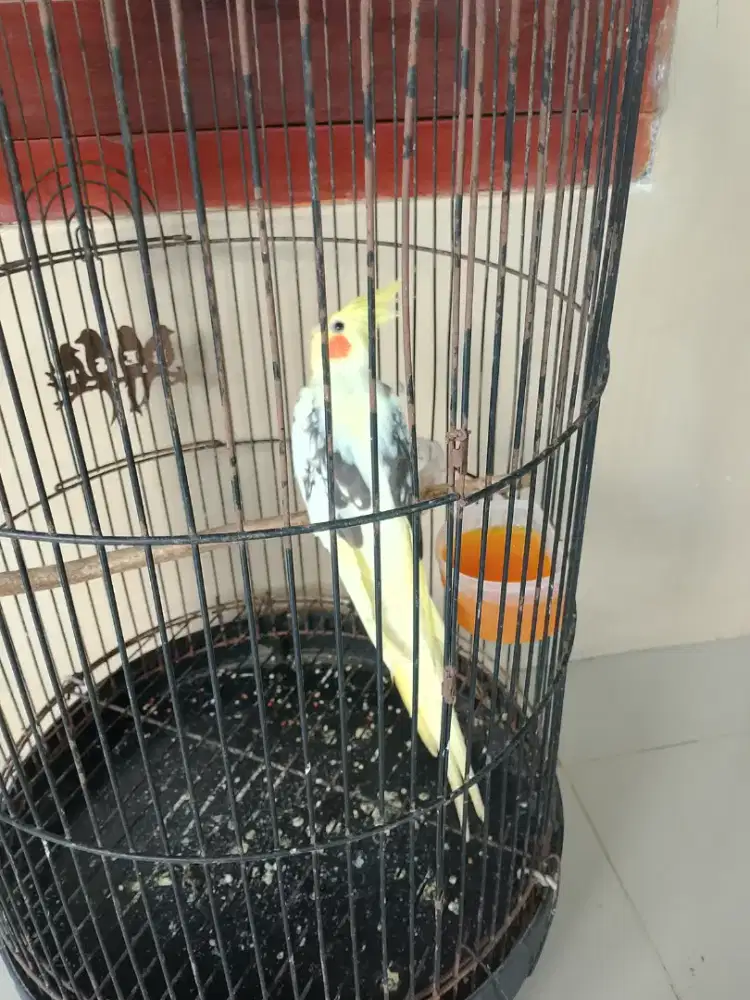 Falk , lb, ayam 2 borong