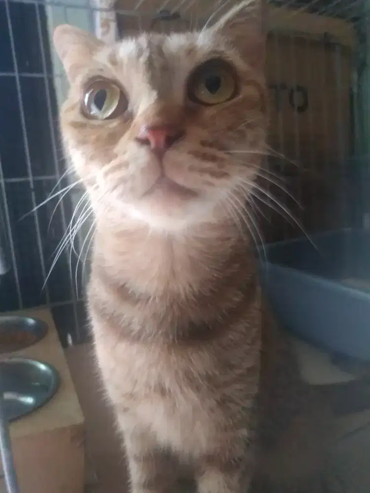 Scottish single fold betina sedang hamil kawin dengan munchkin