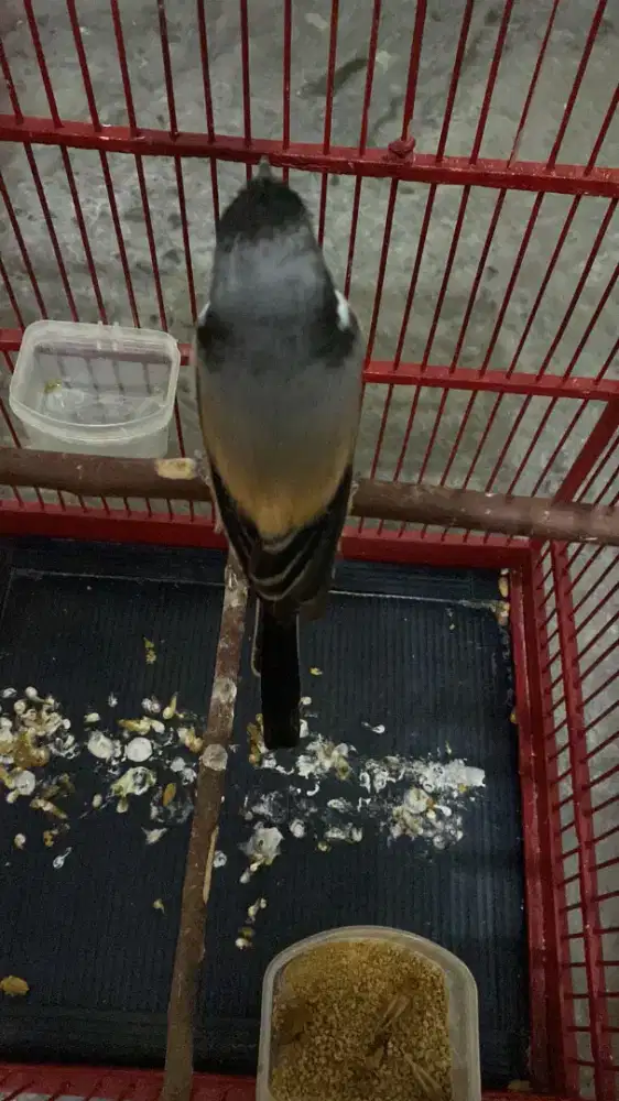 burung cendet sembor