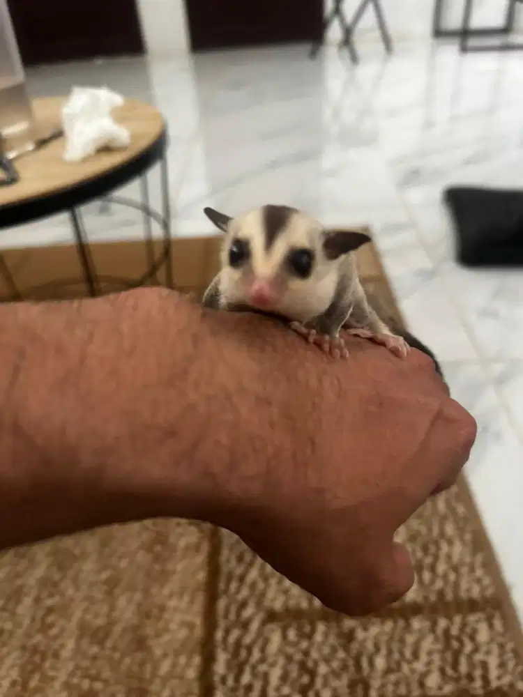 Sugar Glider Joy, Jenis White Face