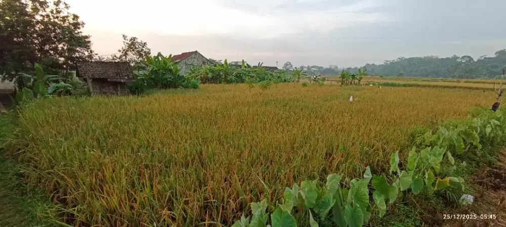 Sawah Subur Anti Kekeringan