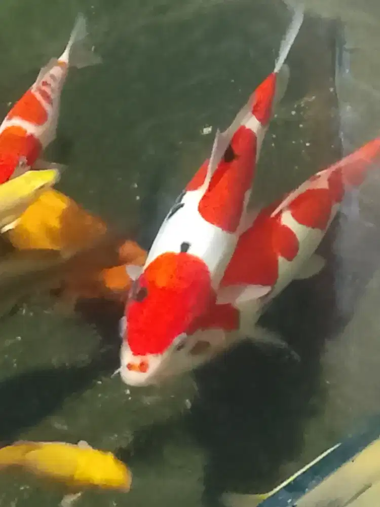 koi sanke doitsu size 35cm kualitas super