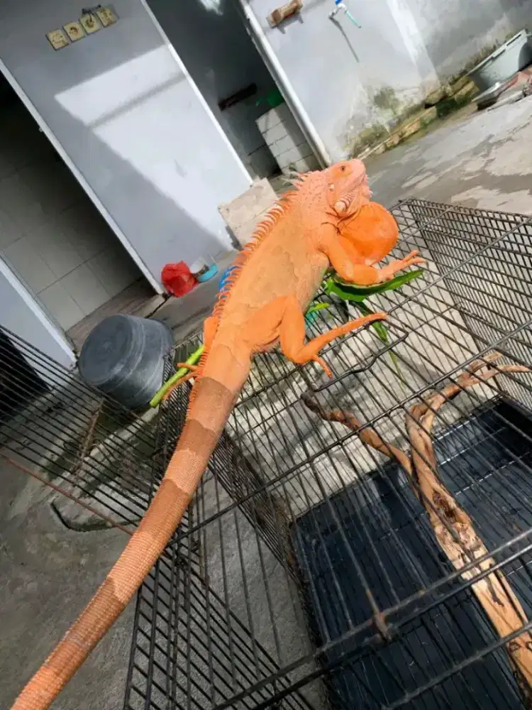 Iguana Red hypo jantan