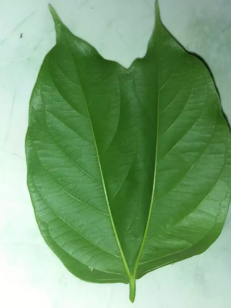 Daun dua  arah bibit pohon