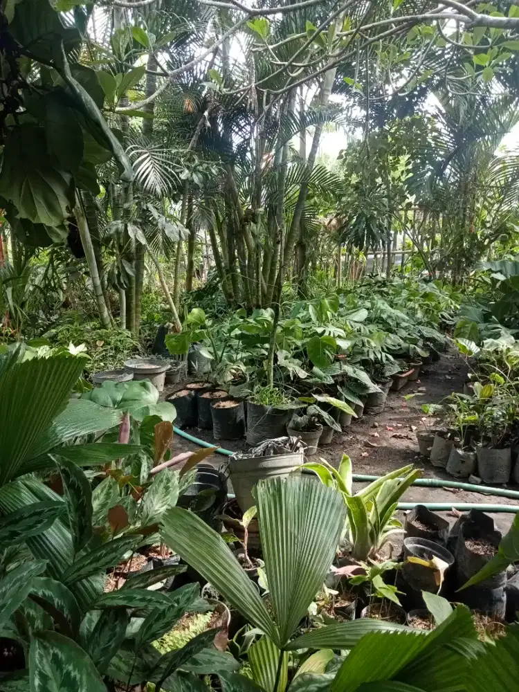 Dicari calon karyawan kios tanaman hias