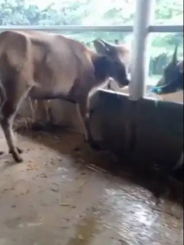 tabungan qurban sapi jantan 250 kiloan 3jt/bln 6x siap kurban 2026 top