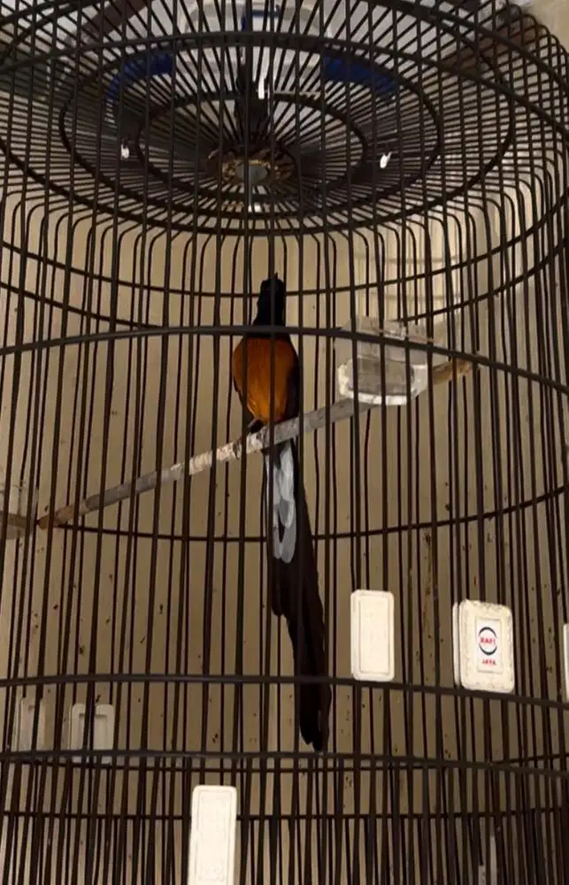 murai batu pastol ekor panjang 32cm dds line gacor fs