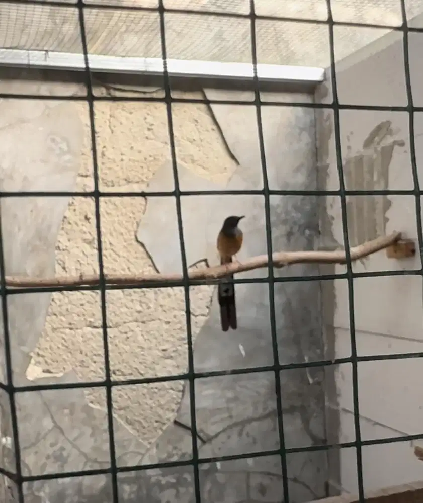 murai batu betina siapan ekor panjang 20cm dds line