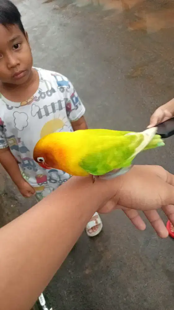 burung Lovebird jinak
