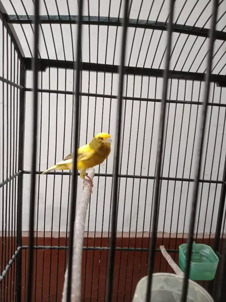 Di jual burung kenari seri af