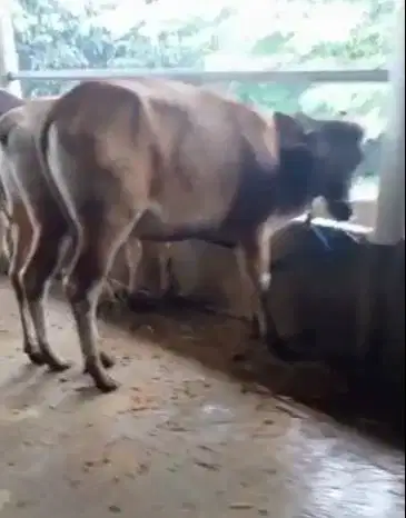 tabungan qurban sapi jantan 250kiloan 3jt/bln 6x sapi bali kupang puas