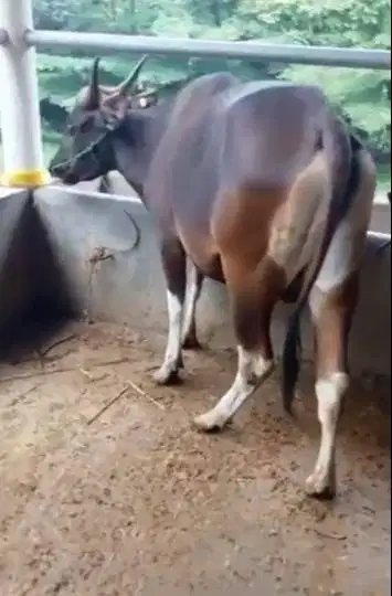 tabungan qurban sapi jantan 250kiloan 3jt/bln 6x sapi bali kupang puas