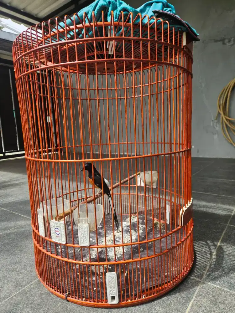 Burung rawatan rajin