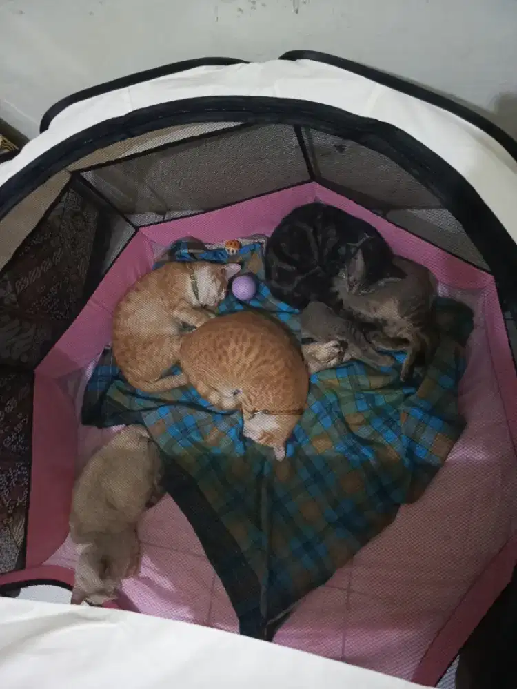 Yang membutuhkan tenaga untuk mengurus kucing