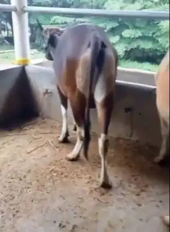 tabungan sapi qurban jantan 250kiloan 3jt/bln 6x sapi kupang bali puas