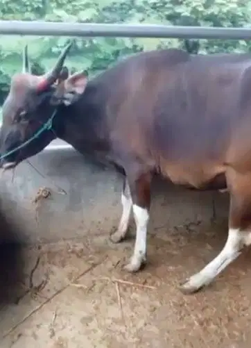 tabungan sapi qurban jantan 250kiloan 3jt/bln 6x siap kurban 2026 puas