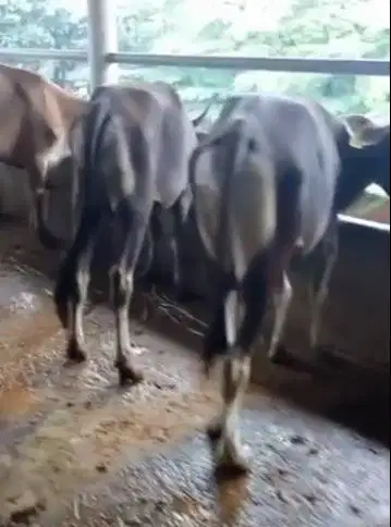 tabungan sapi qurban jantan 250kiloan 3jt/bln 6x siap kurban 2026 puas