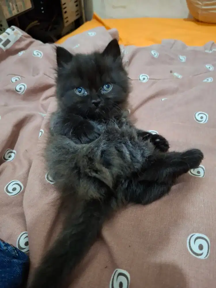 Anak kucing persia betina