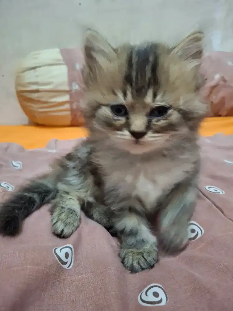 Murah Kucing persia betina