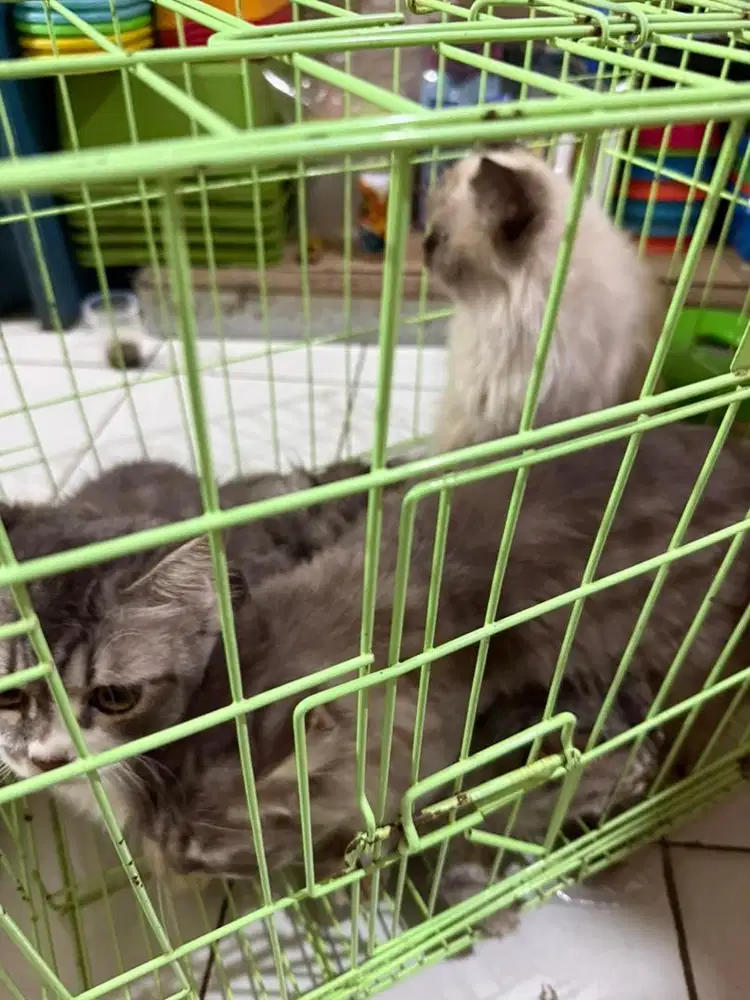 Kucing persian bulu lebat jinak