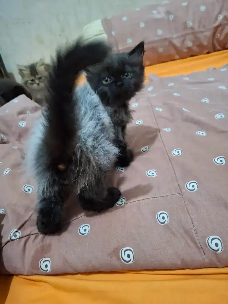 Anak kucing persia warna langka