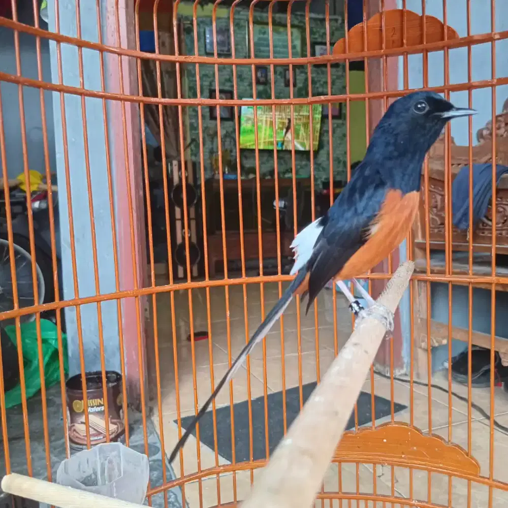 Murai medan panjang ekor 18 an pastol isian katem kenari rajin