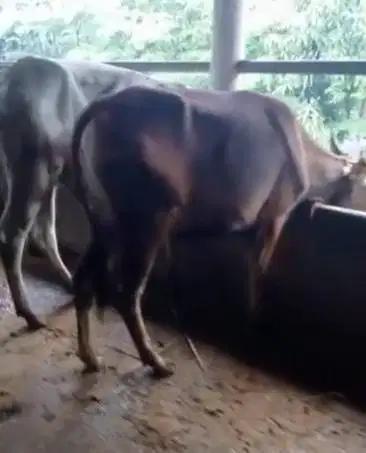 tabungan sapi qurban jantan 250kiloan 3jt/bln 6x siap kurban 2026 puas