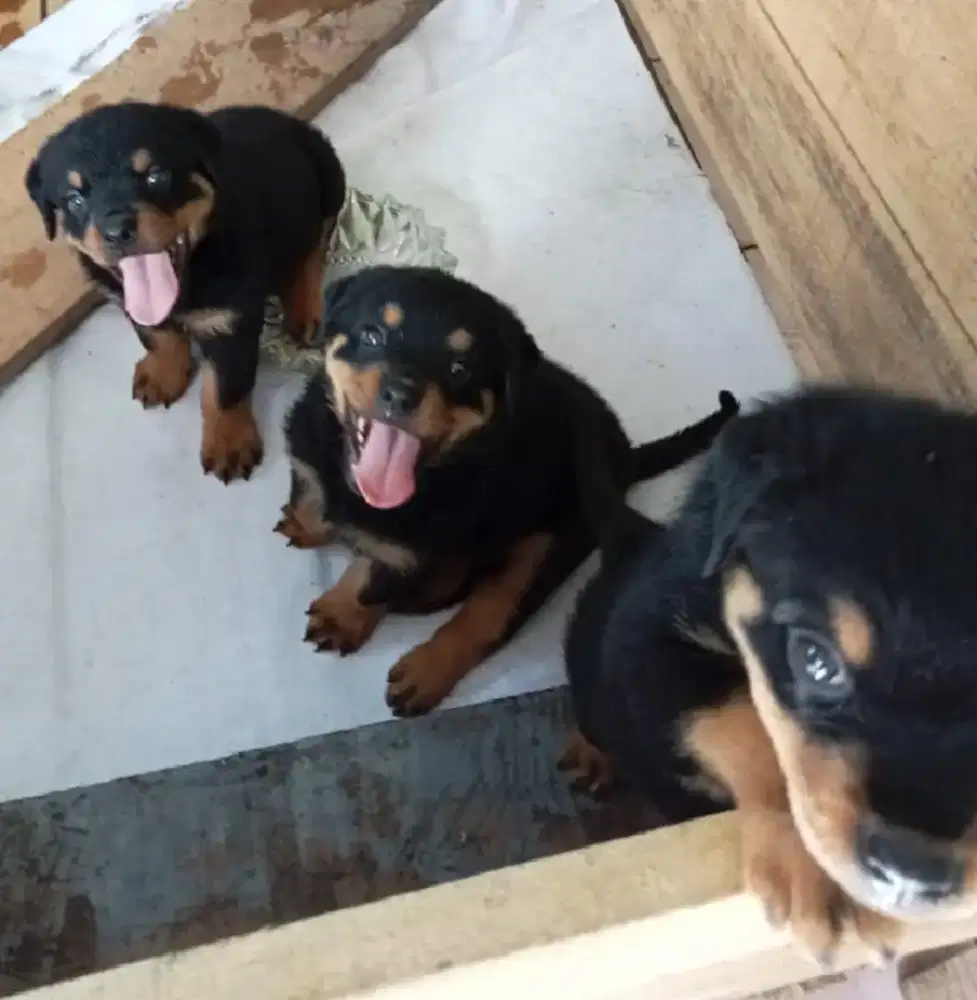 Rottweiler jantan dan betina