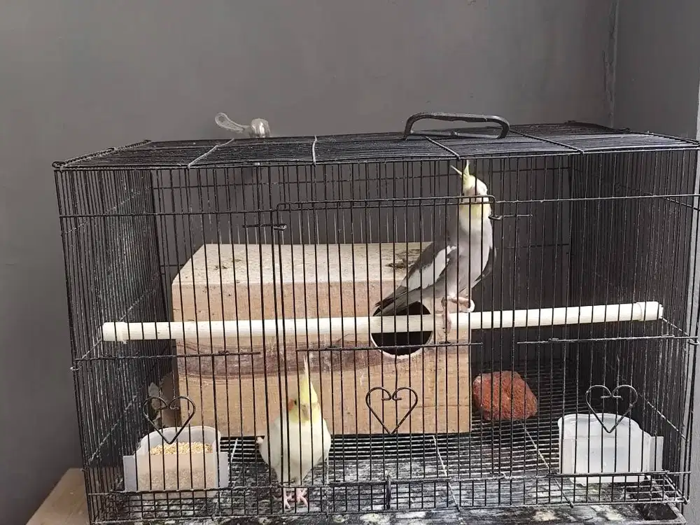 Sepasang falk dewasa