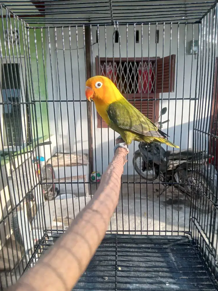 Biola yellow face dark gren