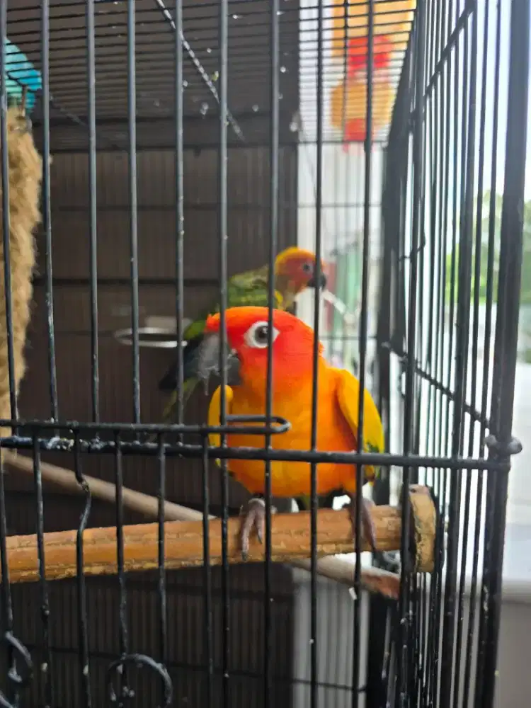 Jual sepasang Sun corneur mulus dan jinak sudah  tes dna