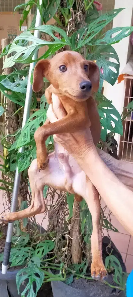 Jual anakan anjing Mini Pincher