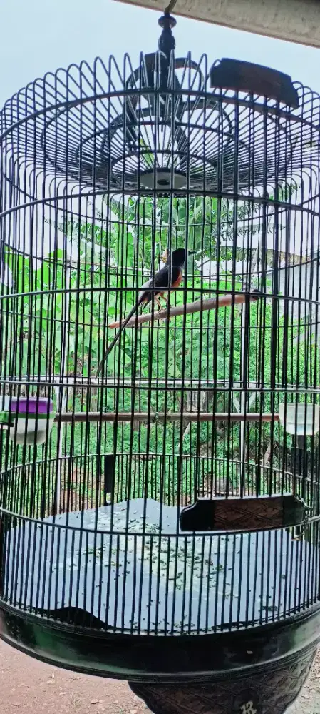 Murai Batu Ring (65 Wall Dpk)