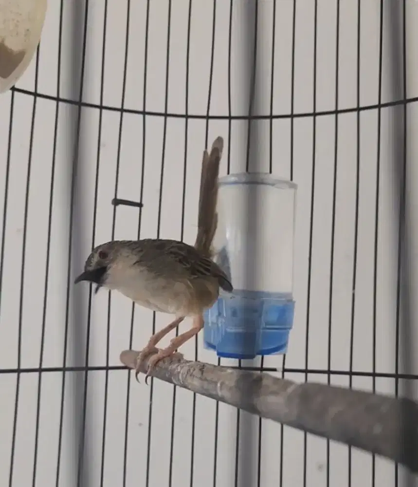 Burung Ciblek Gunung Cigun Gacor