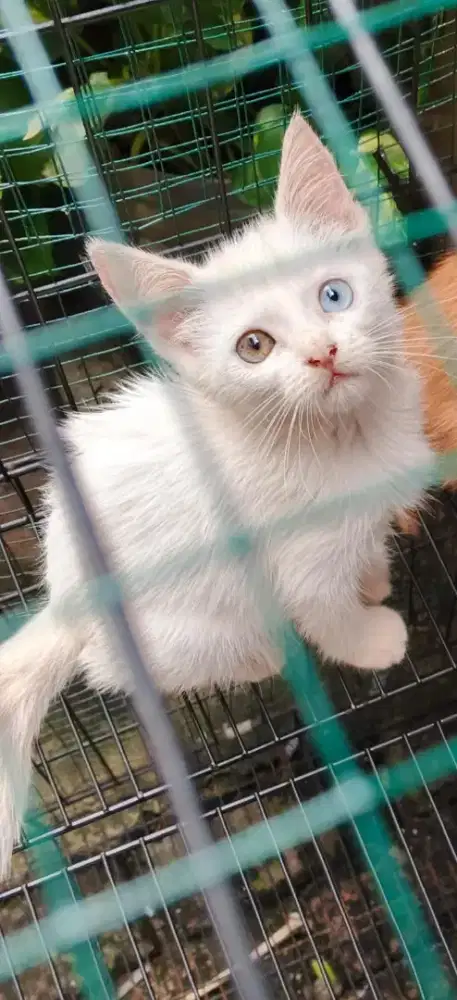 Kitten oddeyess