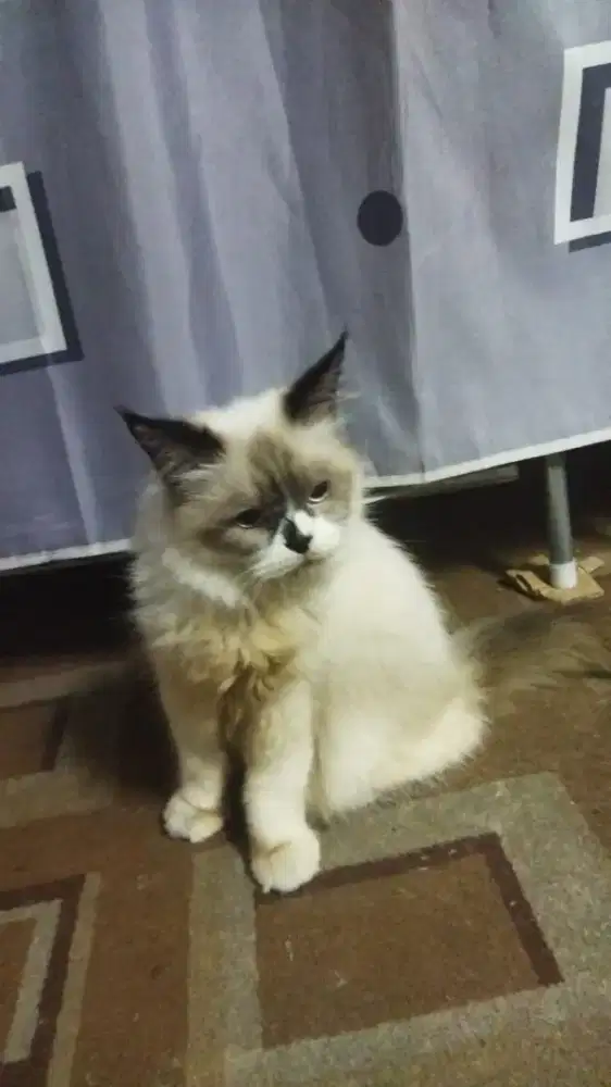 Kucing ragdoll betina