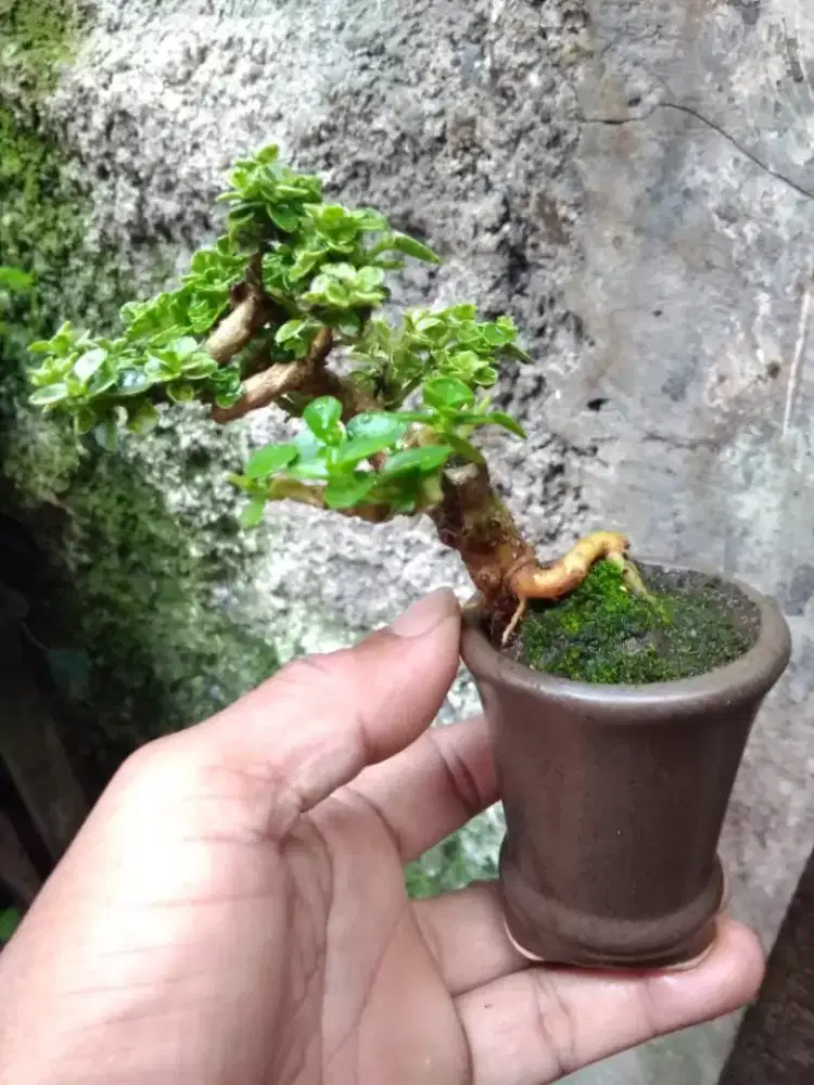 Bonsai Sancang SHITO Varigata