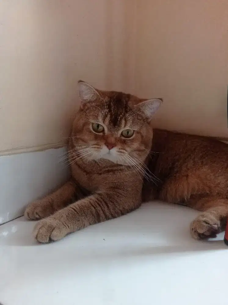 Jantan BSH Golden NY25 NonPed