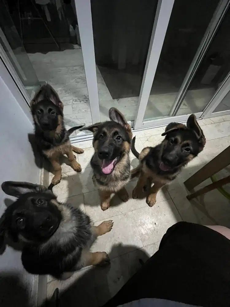 GERMAN SHEPERD PUPPY 4 BULAN JANTAN