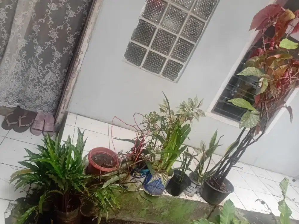 Tanaman hias dengan pot nya