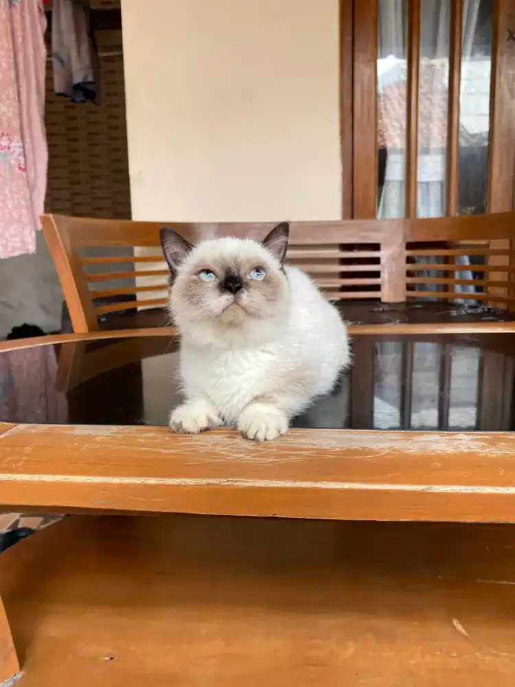 Munchkin bsh ragdoll betina