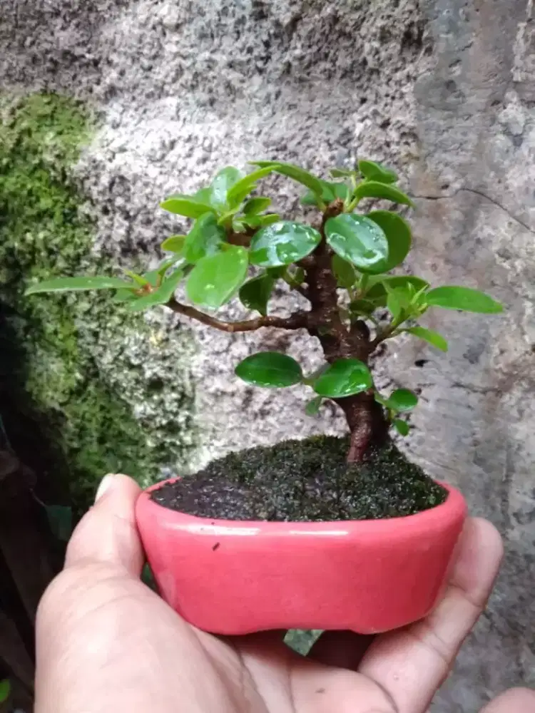 Bonsai Beringin Dolar