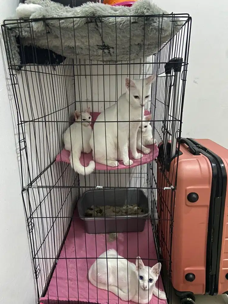 Free Adopt Kucing Putih Odd Eye/Mata Biru