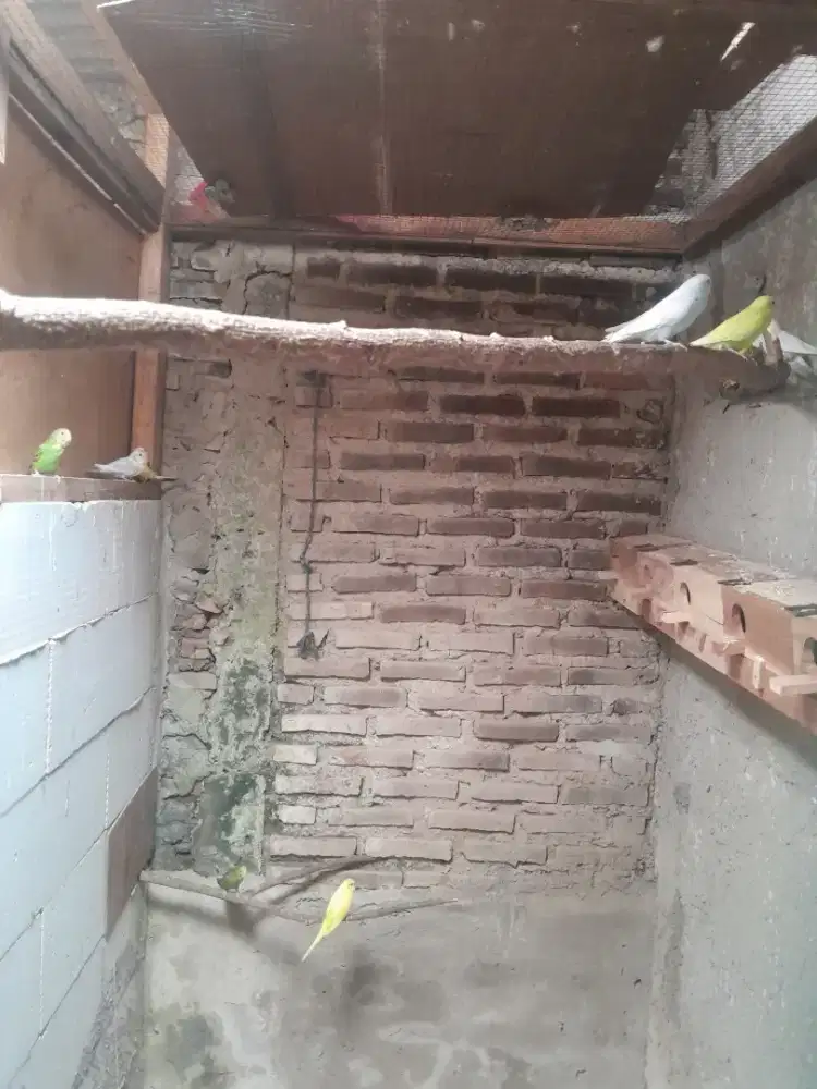 Parkit 1 pasang masi muda  1 pasang 125k