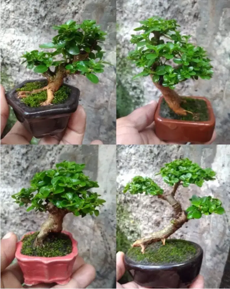 Bonsai Sancang Paket Borongan Murah