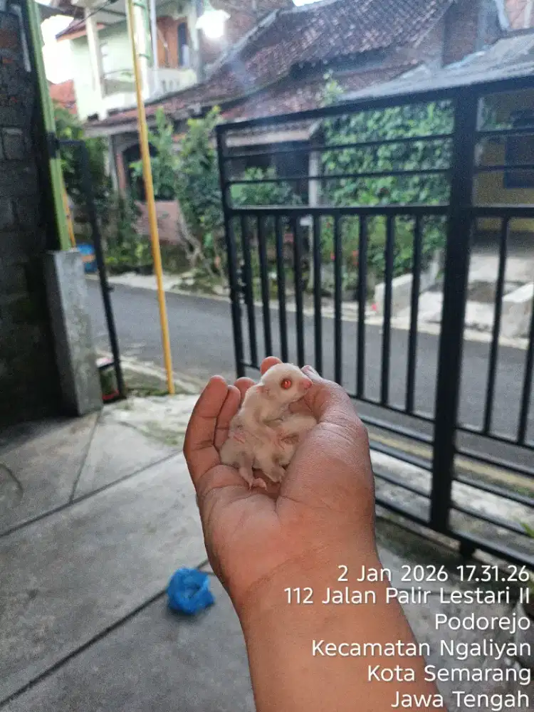 Sugar Glider Cremino Mozaik