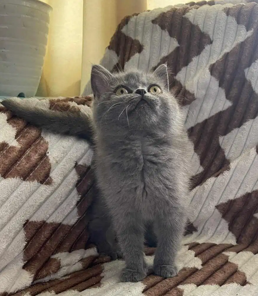 Kucing British shorthair bsh british short hair