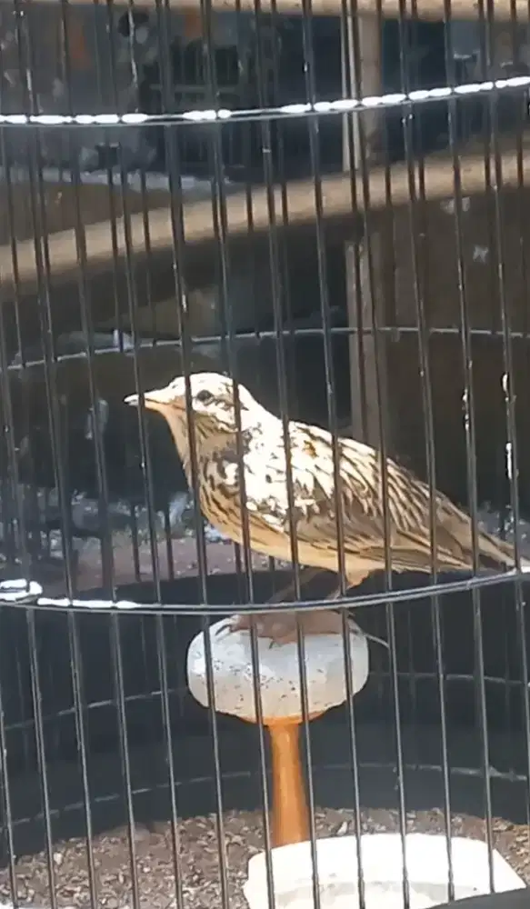 Burung Sanma Eurasian Gacor