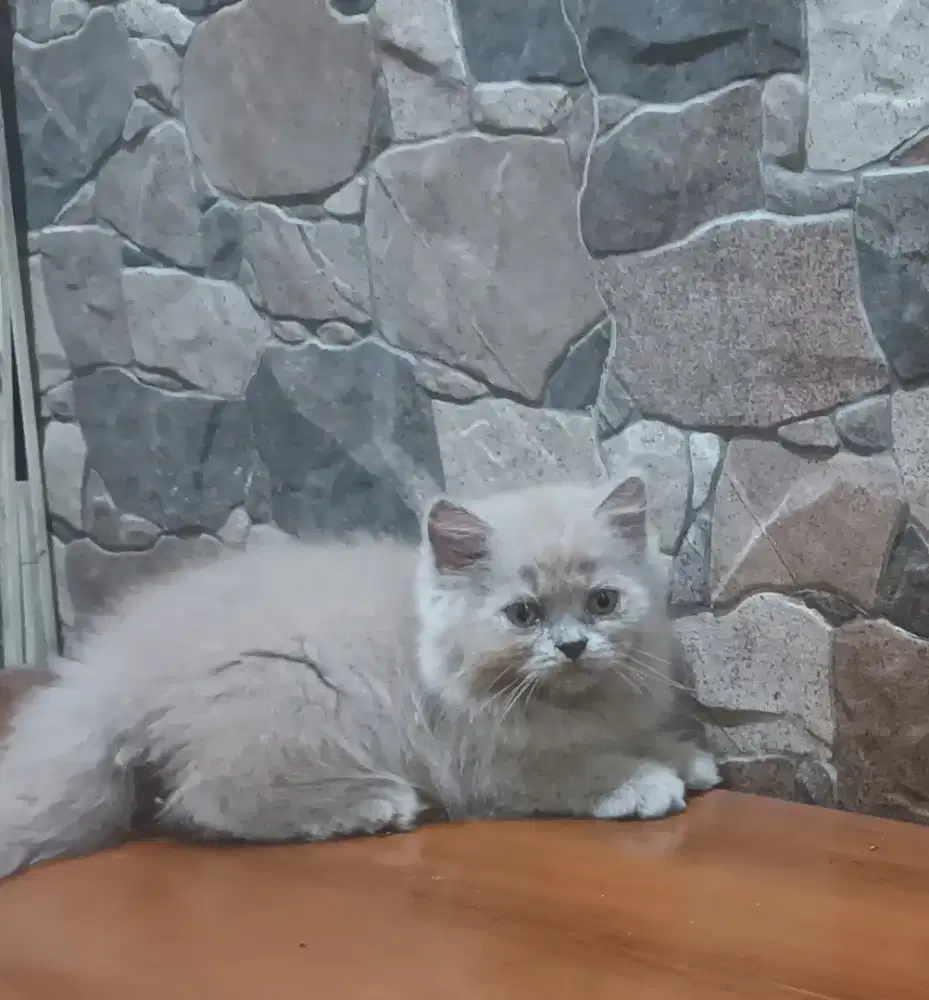 BLH lilac betina 3 bln parent ped