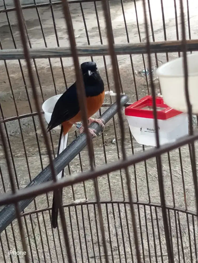 murai Medan Ring trah prestasi trah ekor panjang